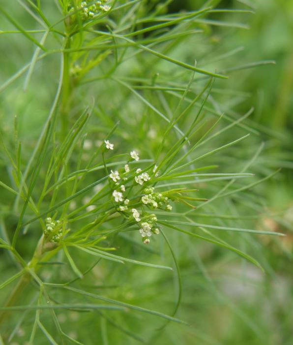 Apiaceae - Apium leptophyllum